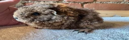 Guinea Pig rodents for sale: Baby Guinea Pigs  - Advert 10