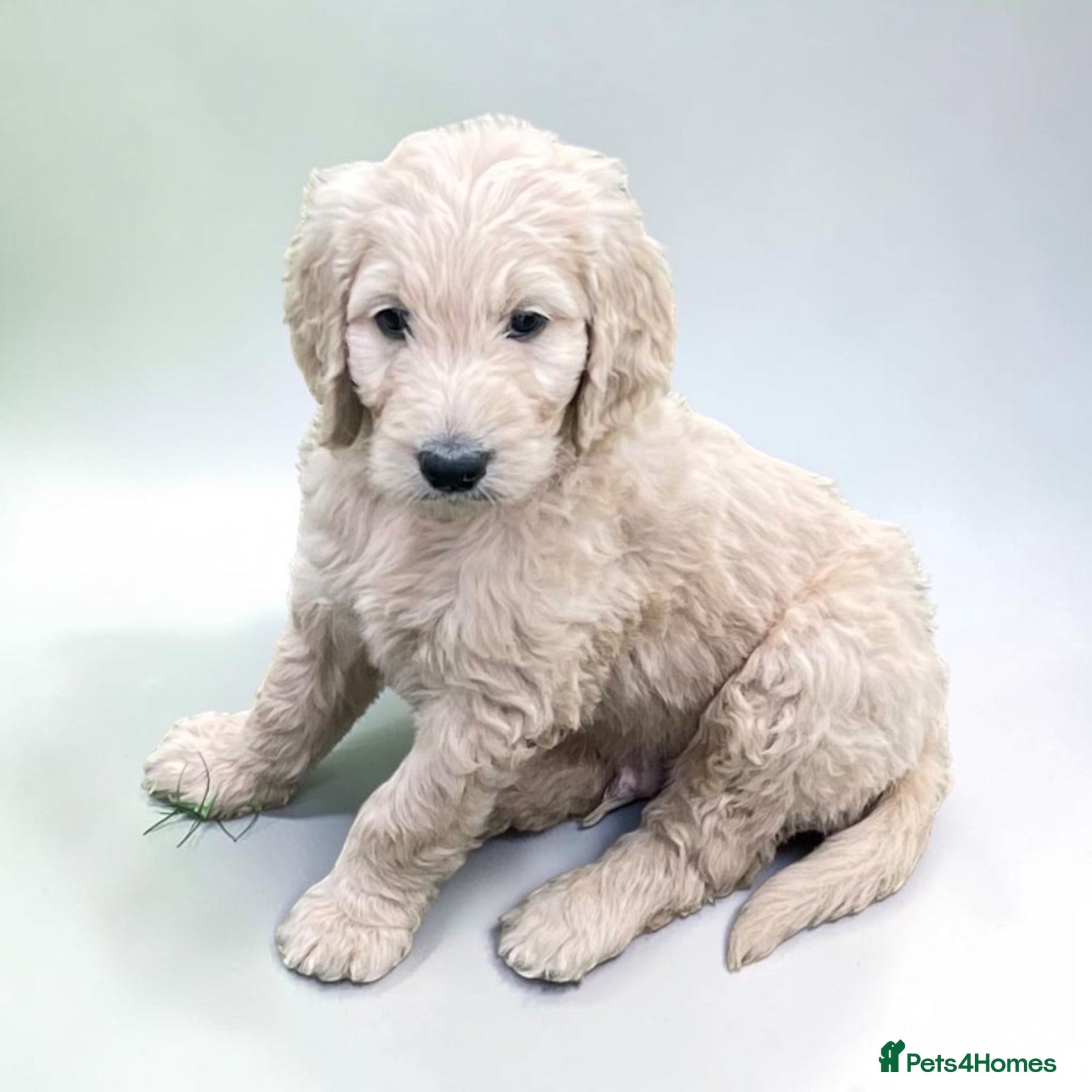 Goldendoodle dogs Golden doodles  - Advert 14