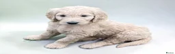 Goldendoodle dogs for sale: An Exceptional Litter Of  Golden doodles Ready Now - Advert 3
