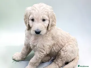 Goldendoodle dogs Golden doodles - Advert 14