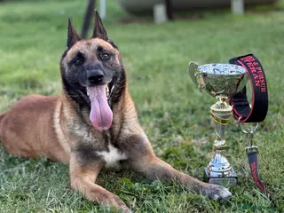 Belgian Shepherd Dog dogs Samson - Advert 3