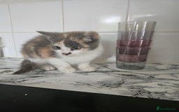 Mixed Breed cats for sale: Ready for new home kittens and 1 year female - Image 1