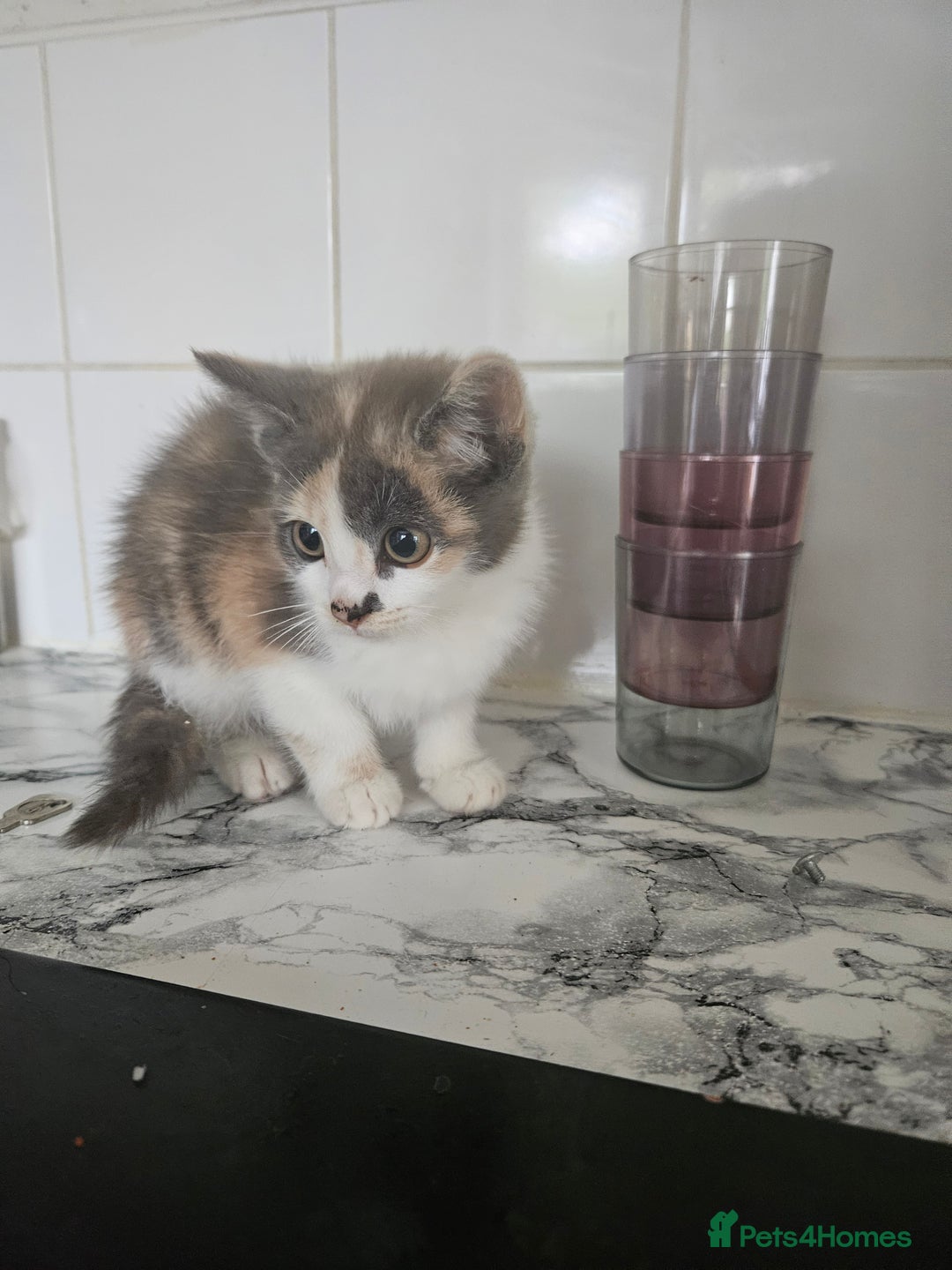 Mixed Breed cats for sale: Ready for new home kittens and 1 year female - Image 1