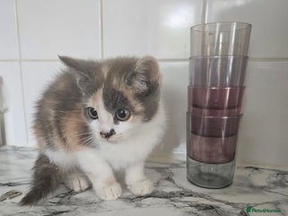 Mixed Breed cats - Advert 12