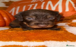 Dachshund dogs for sale: 🩷💙Stunning KC Wire haired Dachshunds🩷💙 - Image 25