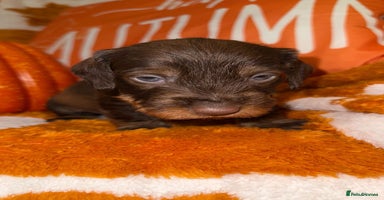 Dachshund dogs - Advert 4
