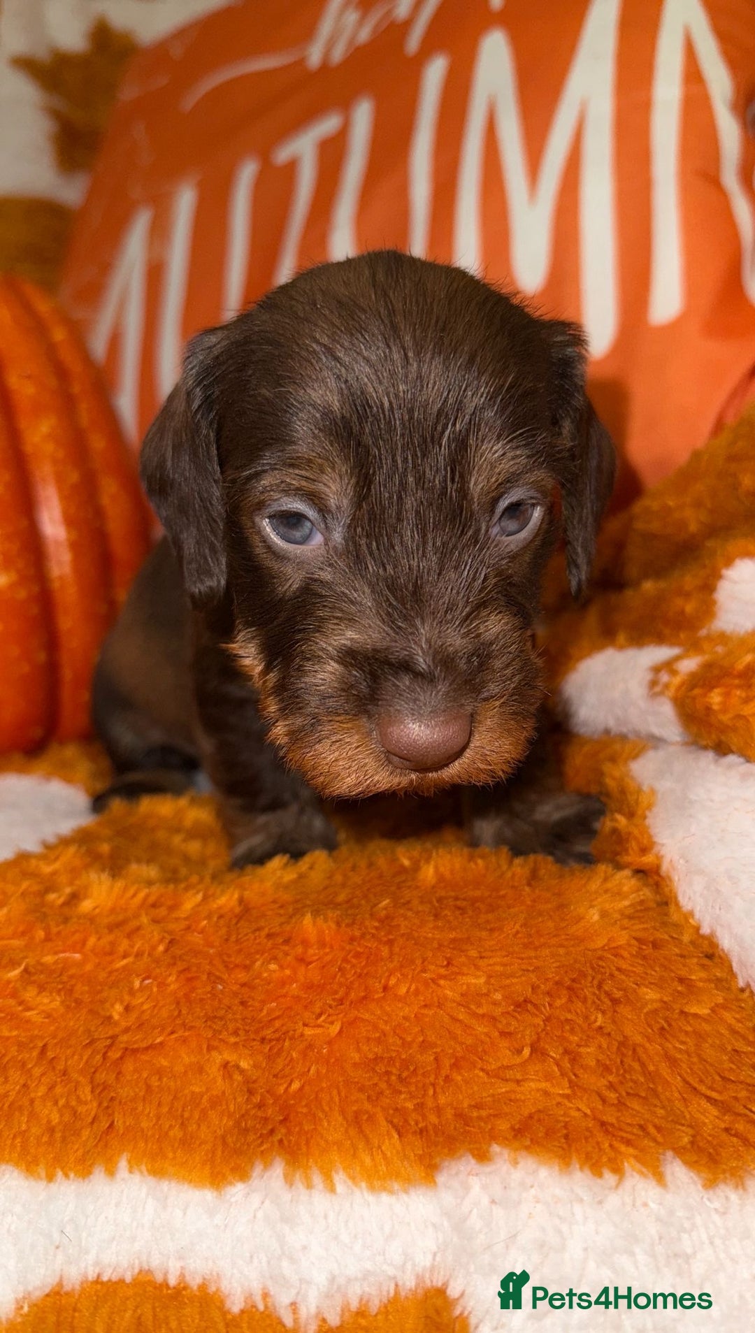 Dachshund dogs for sale: 🩷💙Stunning KC Wire haired Dachshunds🩷💙 - Image 25