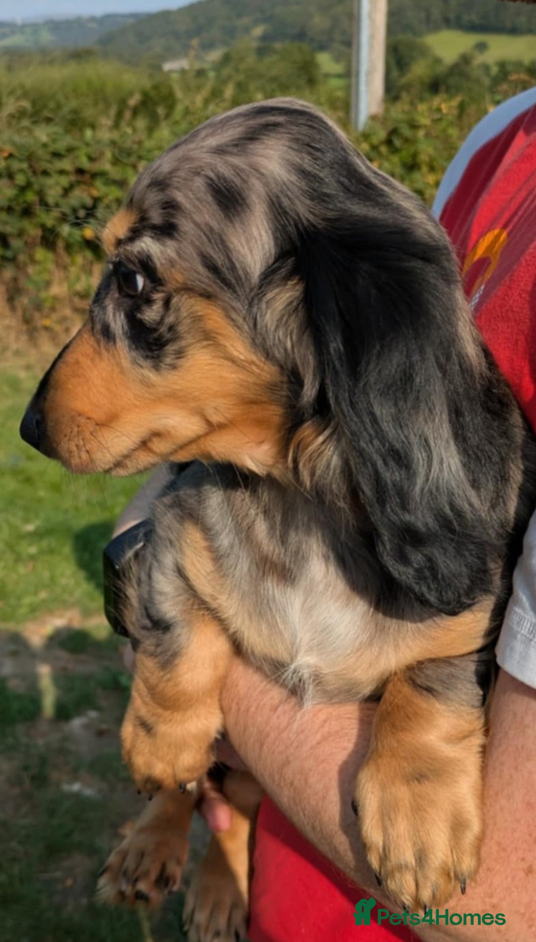 Dachshund dogs for sale: Standard Long Haired Dachshund - Image 9