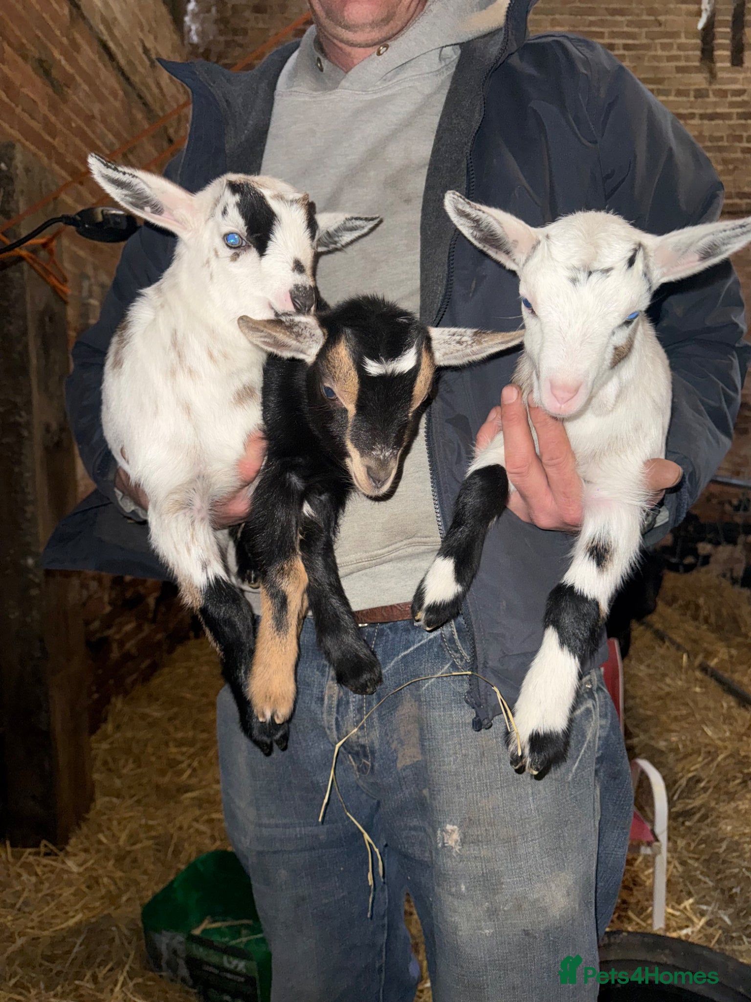 Goats livestock Anglo Nubian x Nigerian dwarf kids - Advert 5