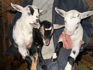 Goats livestock Anglo Nubian x Nigerian dwarf kids - Advert 5