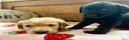 Labrador Retriever dogs for sale: KC Labrador puppies from health screened parents  - Advert 10