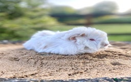 Guinea Pig rodents for sale: Long haired Guinea Pigs For Sale - Image 3