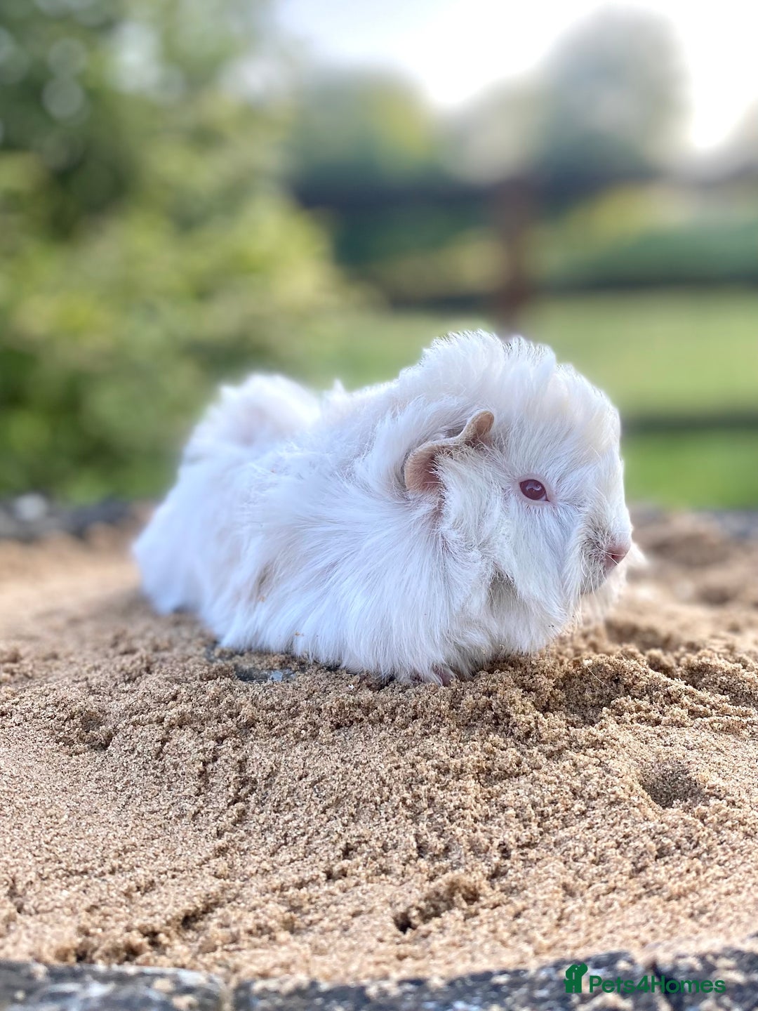 Guinea Pig rodents for sale: Long haired Guinea Pigs For Sale - Image 3