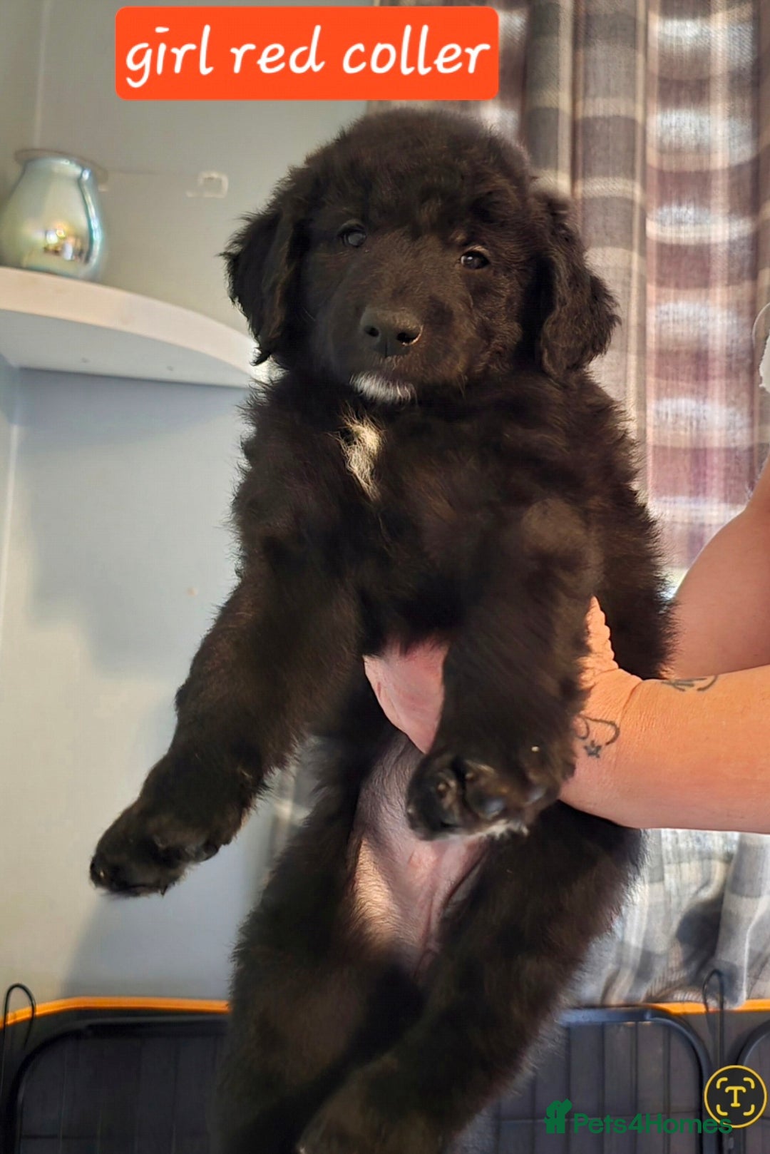 Mixed Breed dogs for sale: Standard poodle x. Collie/sheperd - Advert 1