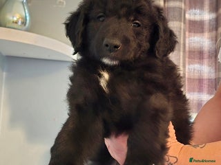 Mixed Breed dogs Standard poodle x. Collie/sheperd - Advert 1