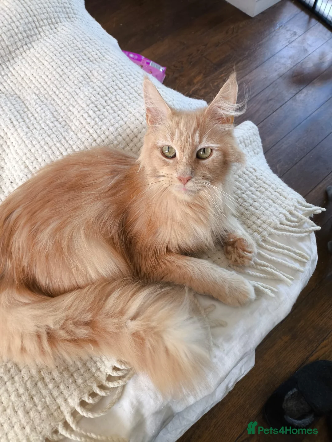 Mixed Breed cats for sale: Kittens to good homes in London - Advert 1