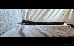 Maine Coon cats for sale: 3 cats looking for a loving home - Image 11