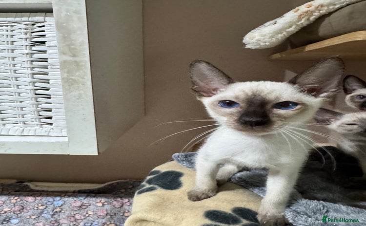 Siamese cats - Advert 15