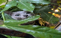 Russian Blue cats for sale: RB kittens Pedigree London  - Image 19