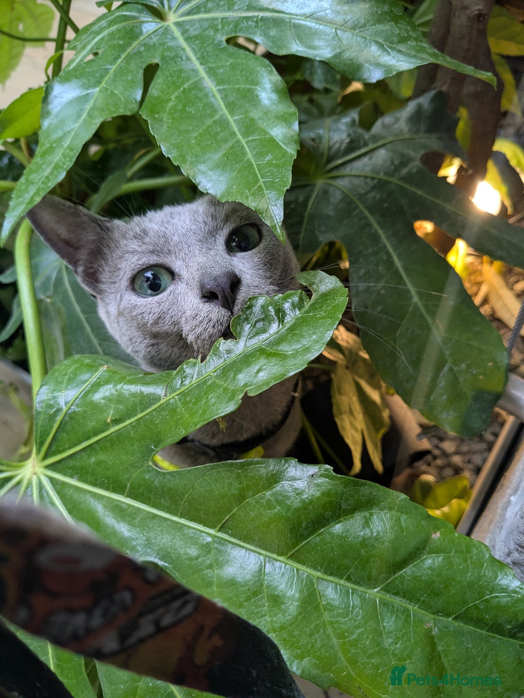 Russian Blue cats for sale: RB kittens Pedigree London  - Image 19