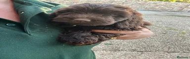 Cockapoo 3