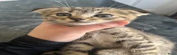 Mixed Breed cats for sale: 3 Beautiful Female Scottish Fold × Tabby Kittens  - Advert 8