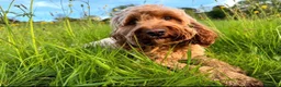 Cockapoo dogs for sale: 🐾 Cockapoo Puppies Due 8th November! ❤️ 🐾 in Ruardean - Advert 6