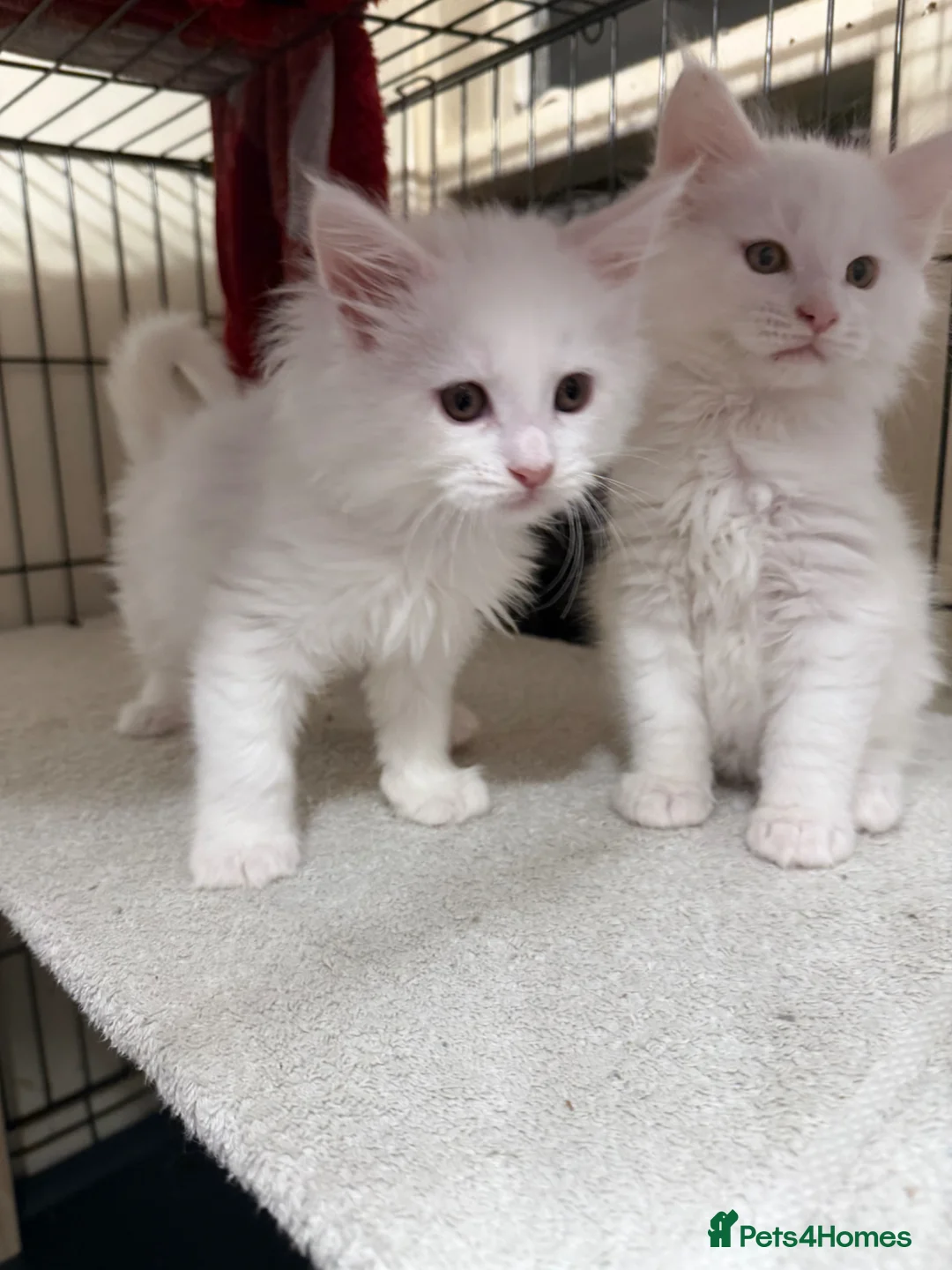 Maine Coon cats for sale: 4 Mainecoon kittens for sale in Newtown - Advert 23