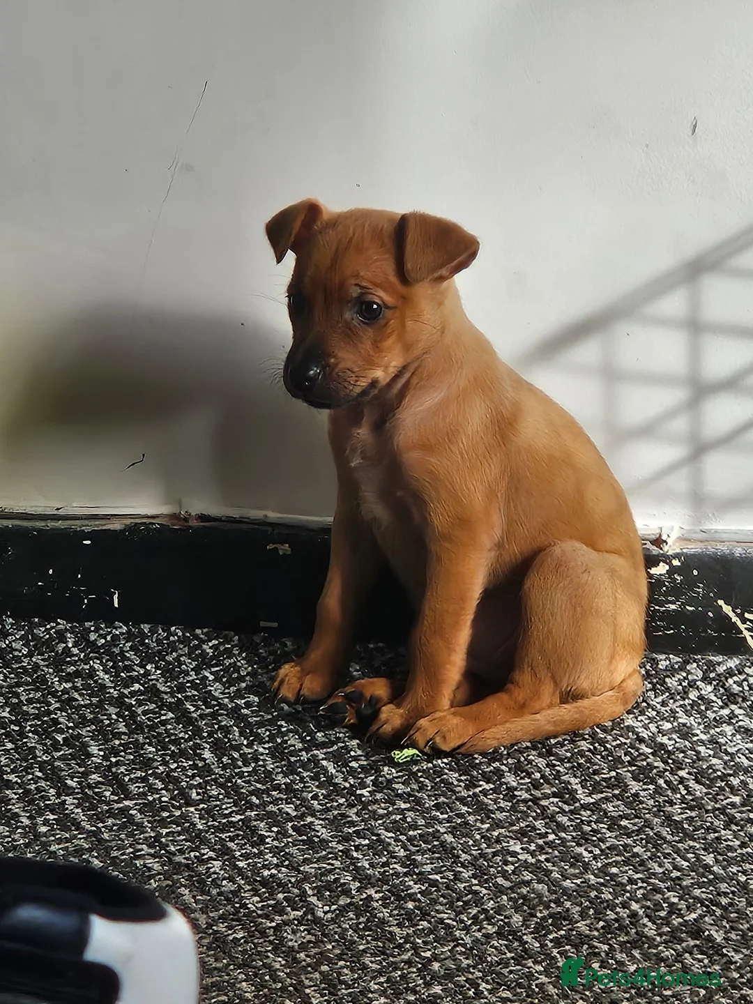 Patterjack dogs for sale: Patterjack puppies - Advert 4