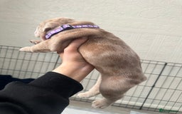 English Bulldog dogs for sale: English bulldog pups - Image 6