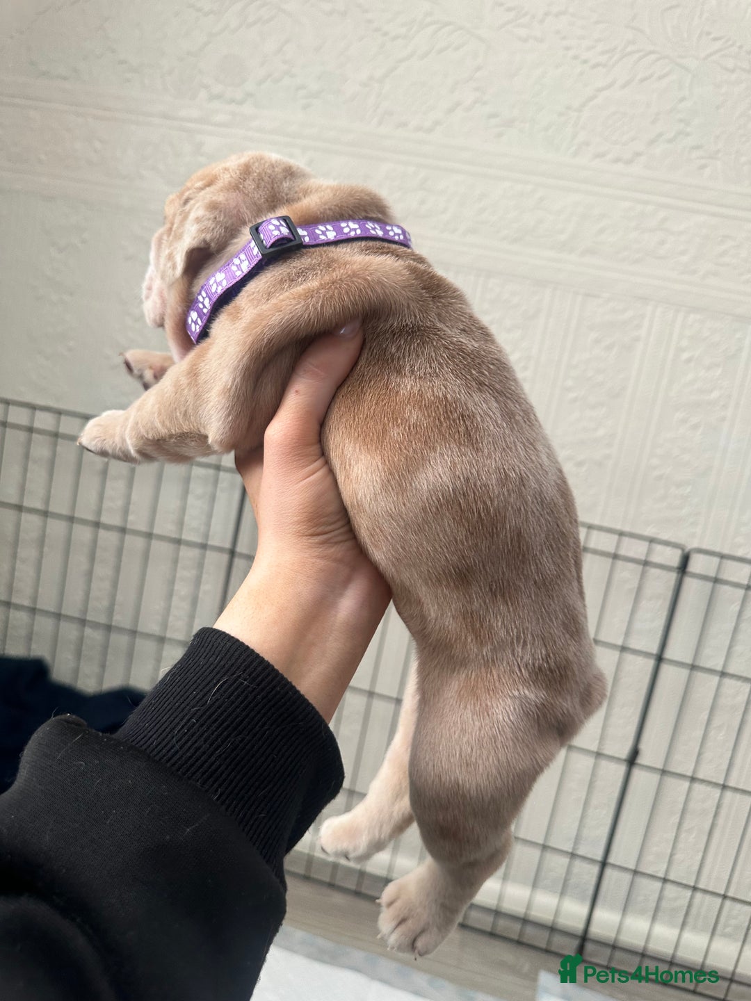 English Bulldog dogs for sale: English bulldog pups - Image 6