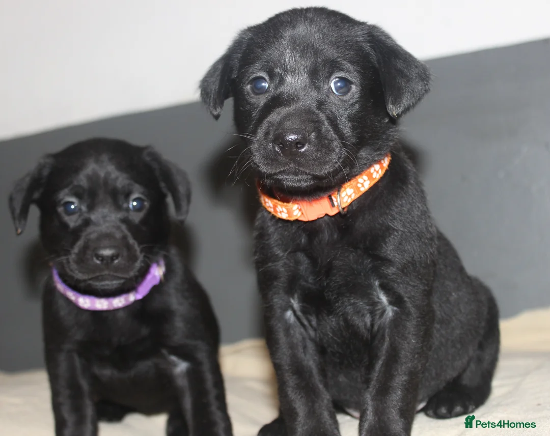 Labrador Retriever dogs for sale: Lovely, bold, beautiful puppies - Advert 6