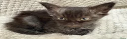 Mixed Breed cats for sale: 3 little kittens for sale adorable ready to go  - Advert 6