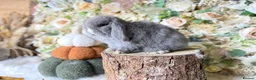 Mini Lop rabbits for sale: Mini lop babies  - Advert 5