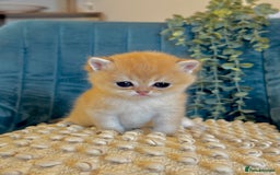 British Shorthair cats for sale: 🐾✨ Golden & Silver British Shorthair Kittens ✨🐾 - Image 8
