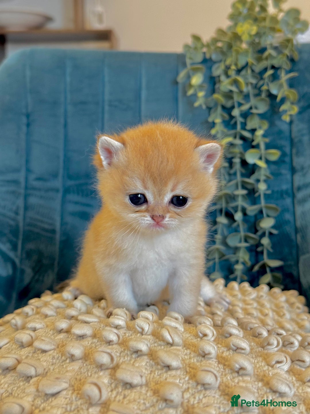 British Shorthair cats for sale: 🐾✨ Golden & Silver British Shorthair Kittens ✨🐾 - Image 8