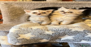 Persian cats - Advert 8