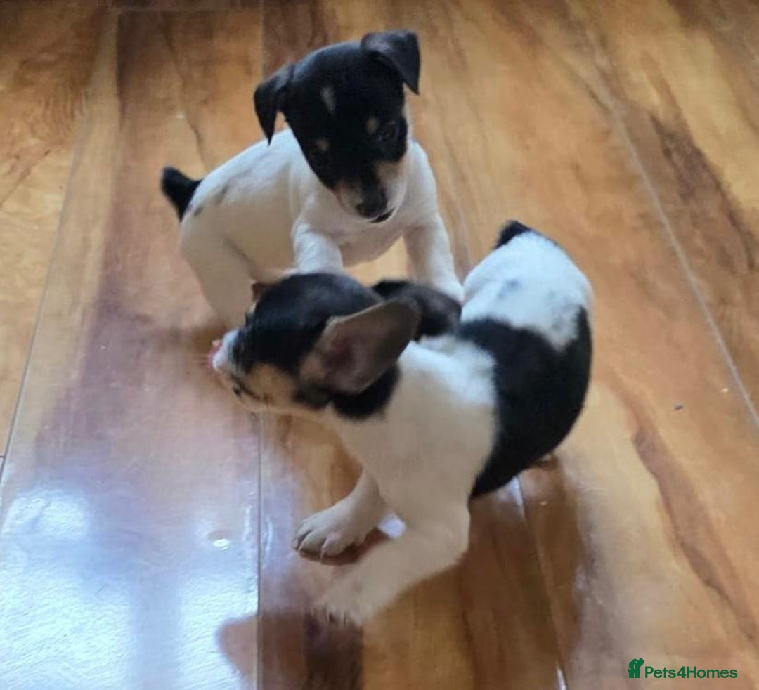 Jack Russell dogs for sale: Jack Russell Puppies - Image 3