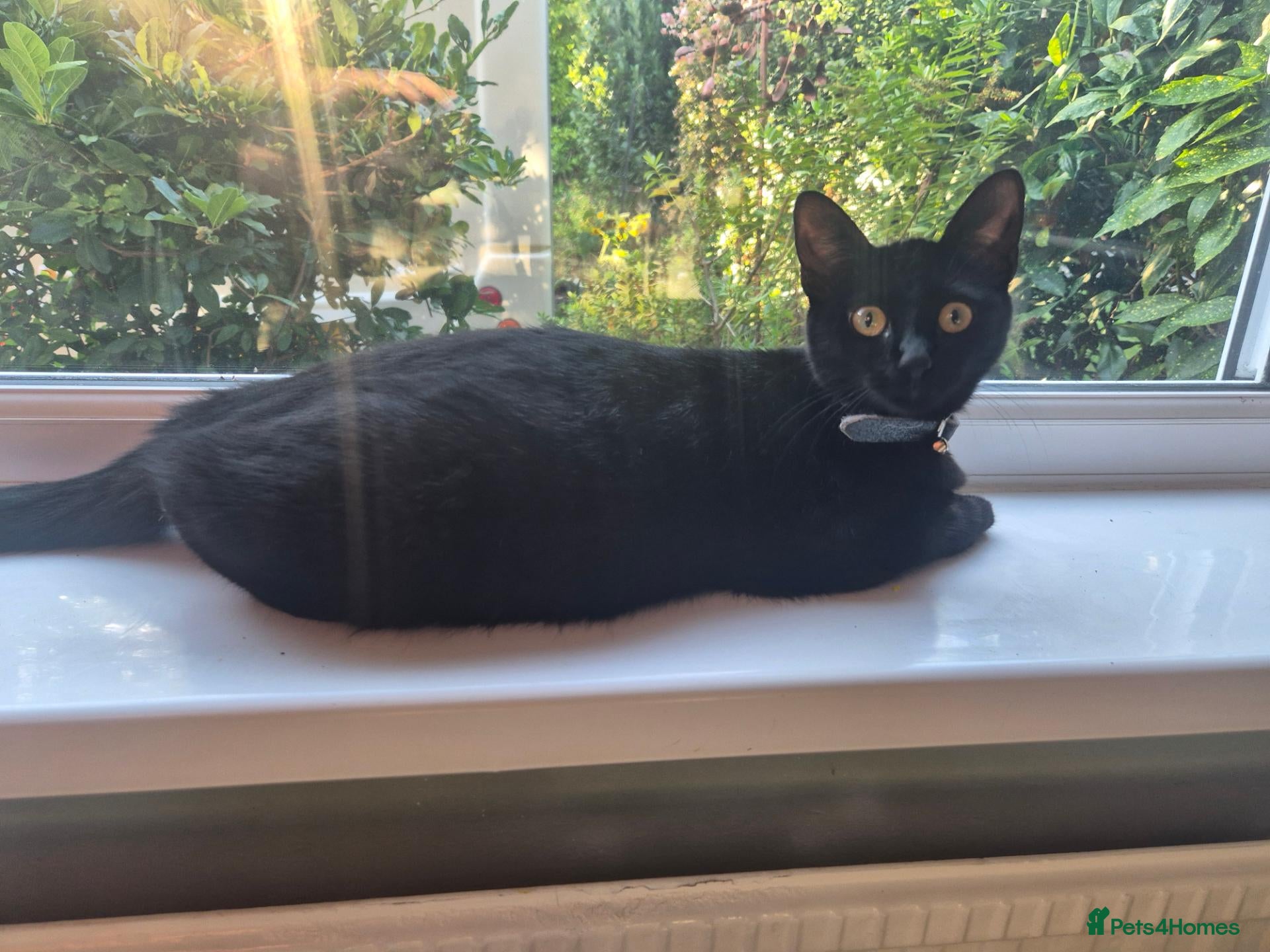 Mixed Breed cats 🐾 Two Kittens Looking for Their Forever Homes! 🐾 - Advert 1