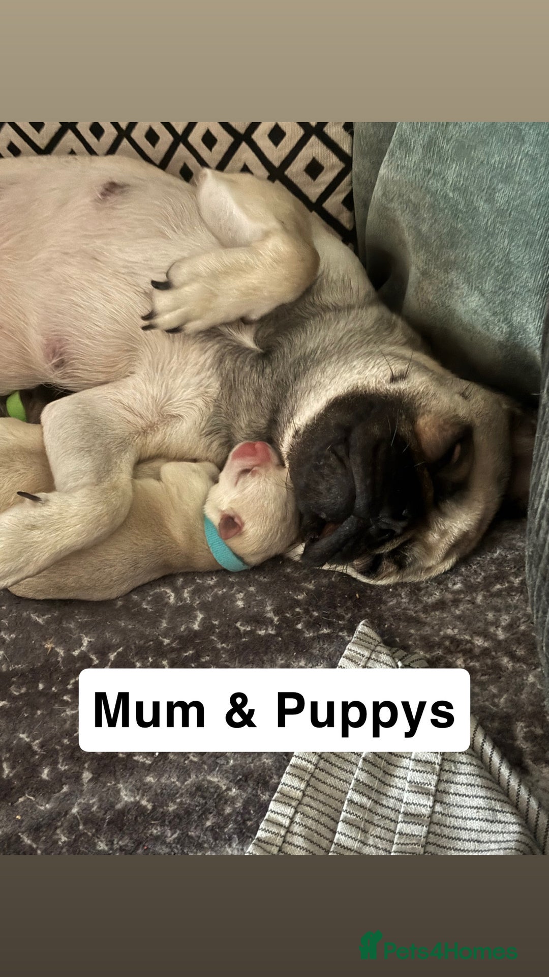 Mixed Breed dogs for sale: Beautiful Pug × Bichon Frise Puppies – Ready 08/12 - Advert 18