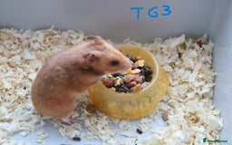 Hamster rodents for sale: Young Syrian Hamsters - Image 8