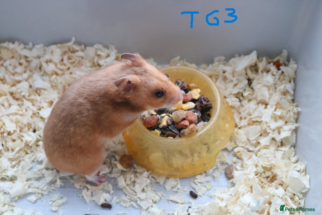 Hamster rodents for sale: Young Syrian Hamsters - Image 8