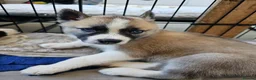 Huskita dogs for sale: Puppies for sale  - Advert 26