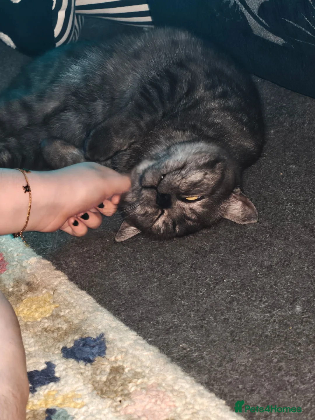 British Shorthair cats for sale: Borris in Bolton - Advert 6