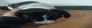 Coothie