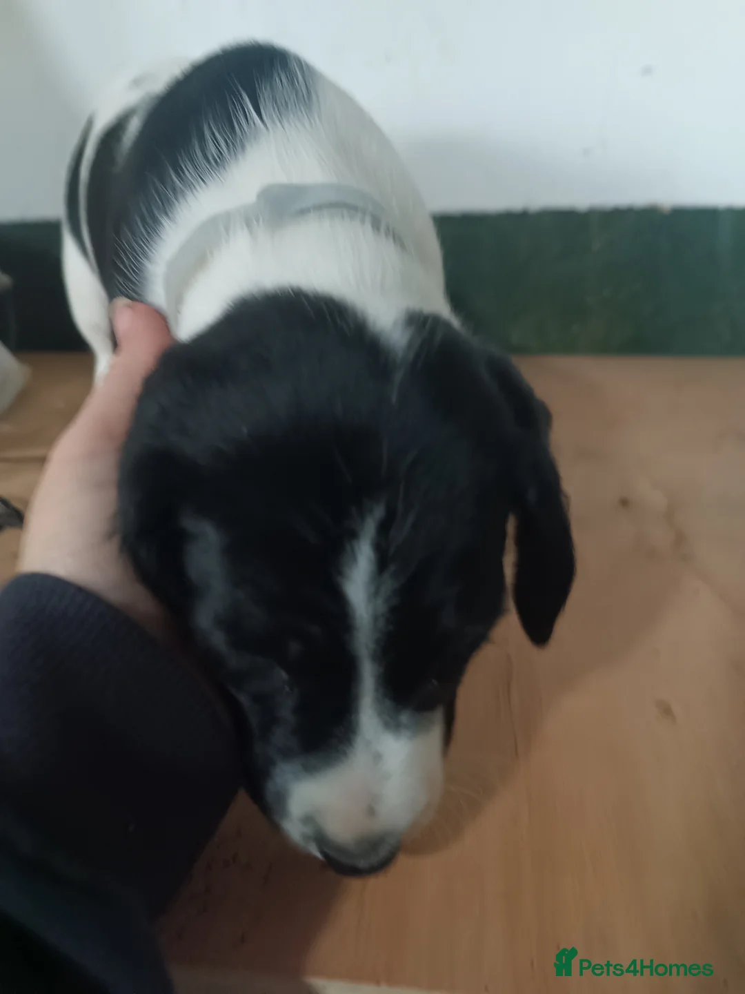 Sprocker dogs for sale: Quality Sprocker Spaniels  - Advert 2