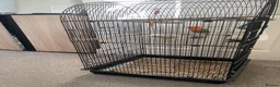 Lovebirds birds for sale: Lovebird comes with everything in the cage in Yeovil - Advert 2