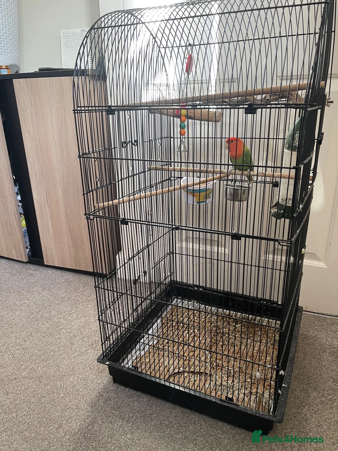 Lovebirds birds for sale: Lovebird comes with everything in the cage in Yeovil - Advert 2