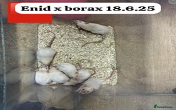 Rat rodents for sale: Baby and young rats ready now. Sheffield - Image 12