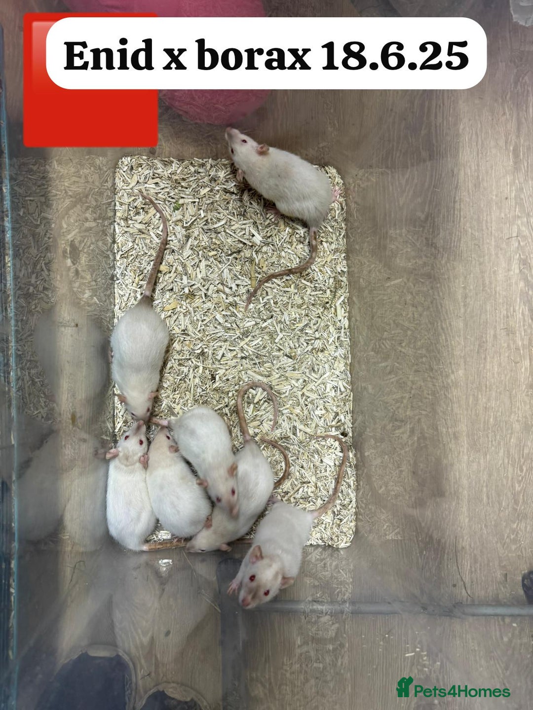 Rat rodents for sale: Baby and young rats ready now. Sheffield - Image 12